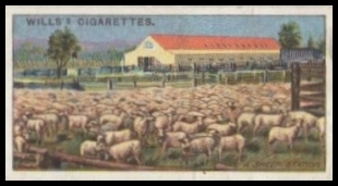 10 A Sheep Station